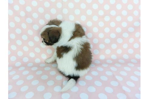 成約済の千葉県のパピヨン-99478の2枚目